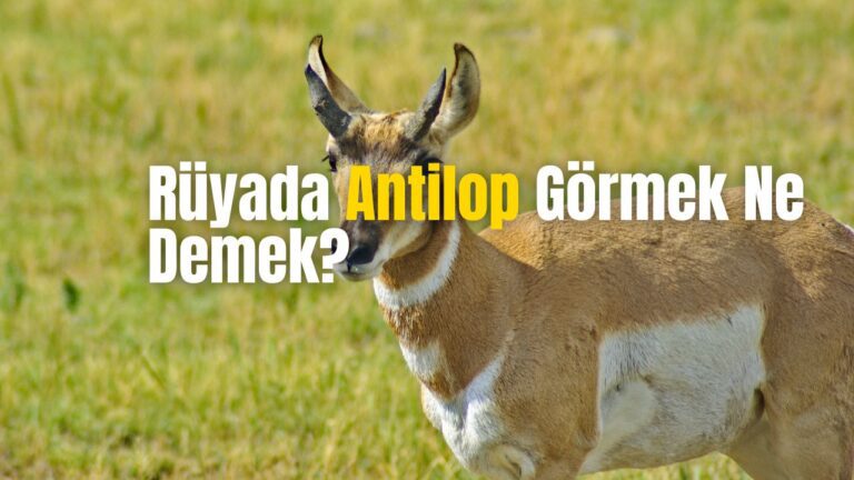 Rüyada Antilop Görmek