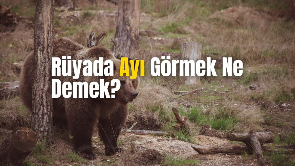 Rüyada Ayı Görmek