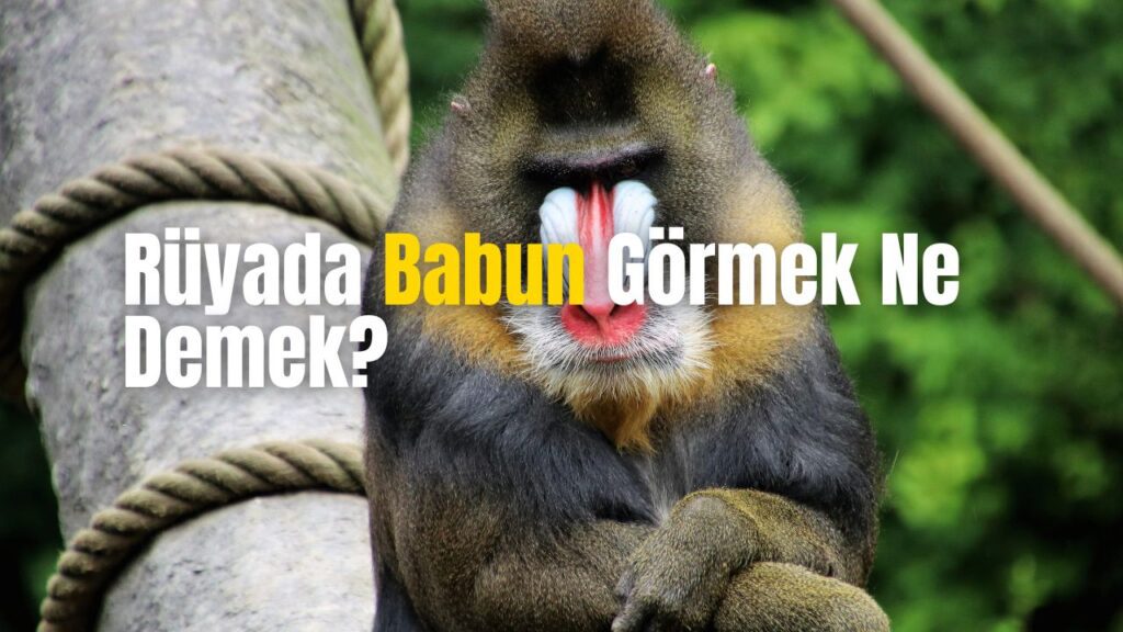 Rüyada Babun Görmek