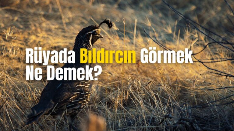 Rüyada Bıldırcın Görmek