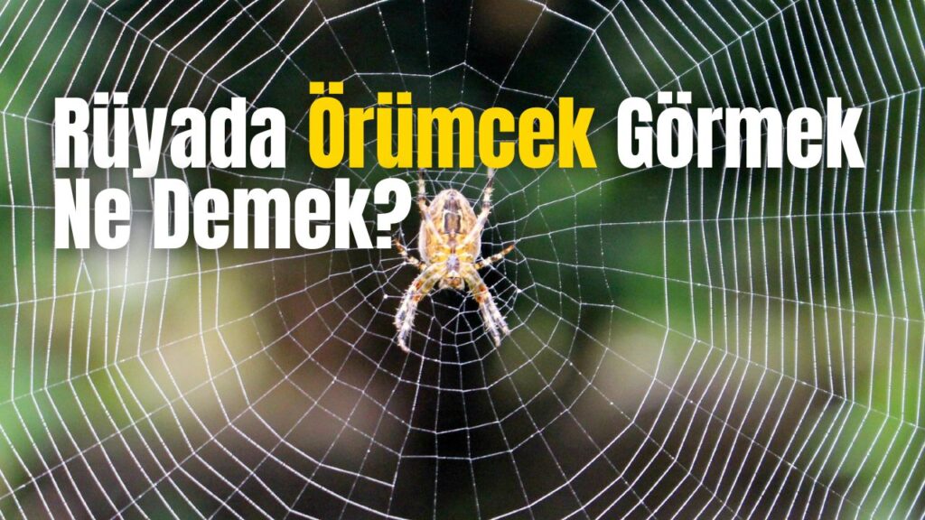 Rüyada Örümcek Görmek Ne Demek?