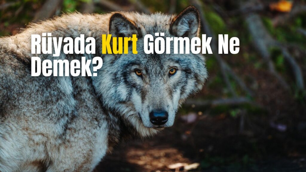 Rüyada kurt Görmek